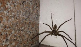 房间有蜘蛛代表什么预兆，房间里有蜘蛛睡觉危险吗